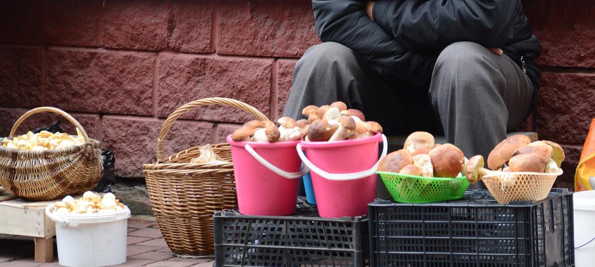 грибы, Беларусь