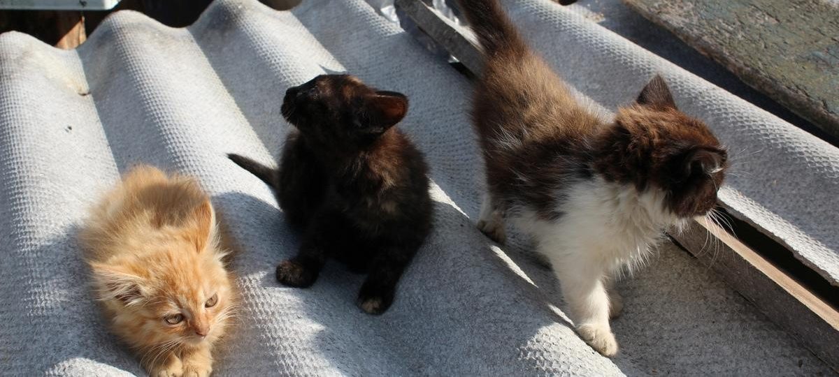 Беларуске дали штраф за "лишних" котов