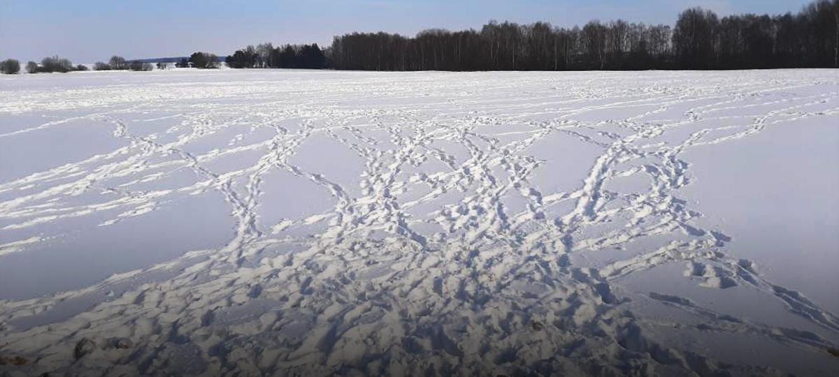 Зубриные следы. Фото: "Брестская газета"