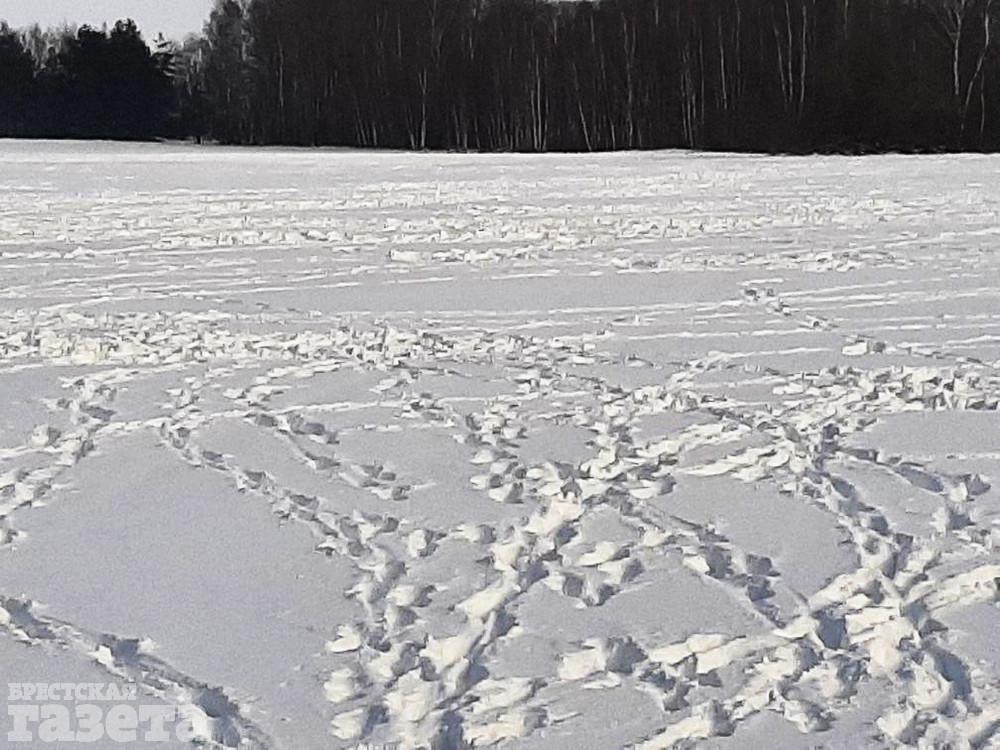 Зубриные следы. Фото: "Брестская газета"