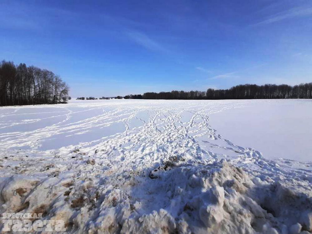 Зубриные следы. Фото: "Брестская газета"