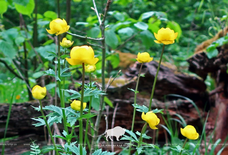 Цветение купальницы европейской. Фото: Беловежская пуща