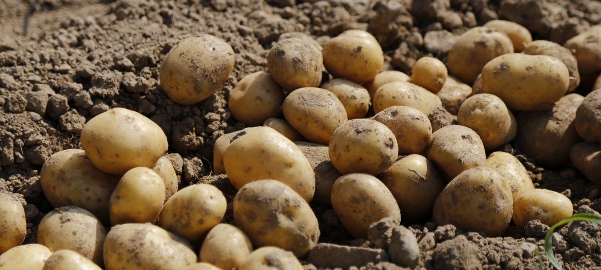 Картофель, земля, урожай