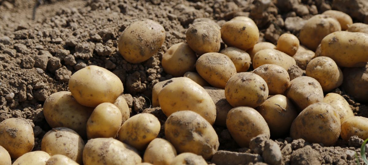 Картофель, продукт, корнеплод