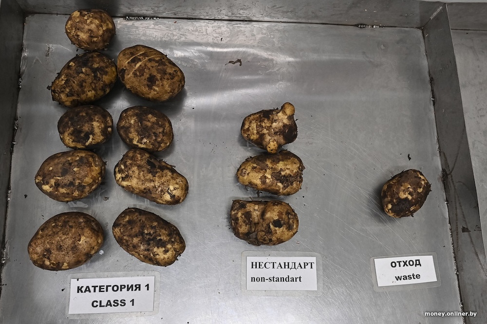 Классификация картошки в хозяйстве «Новицких». Фото: onliner.by.