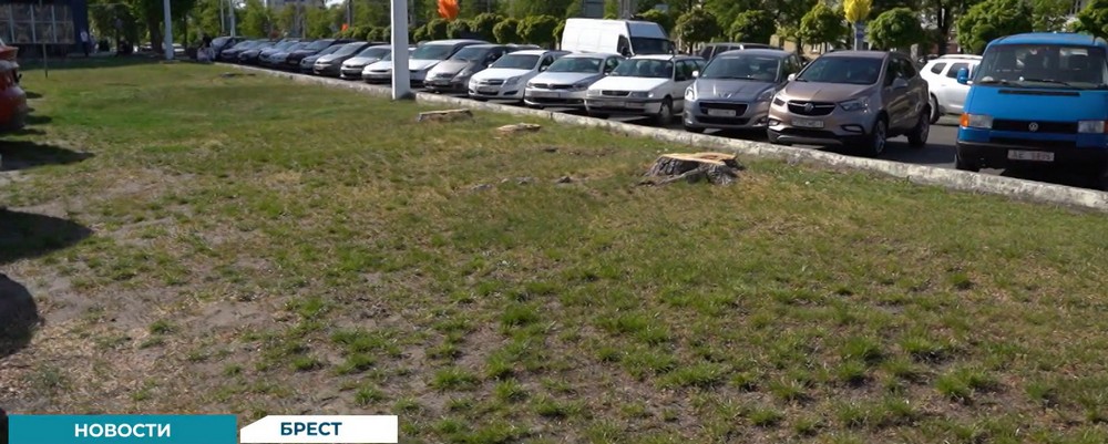 Пни от спиленных деревьев возле гостиницы «Интурист» в Бресте. Скриншот видео