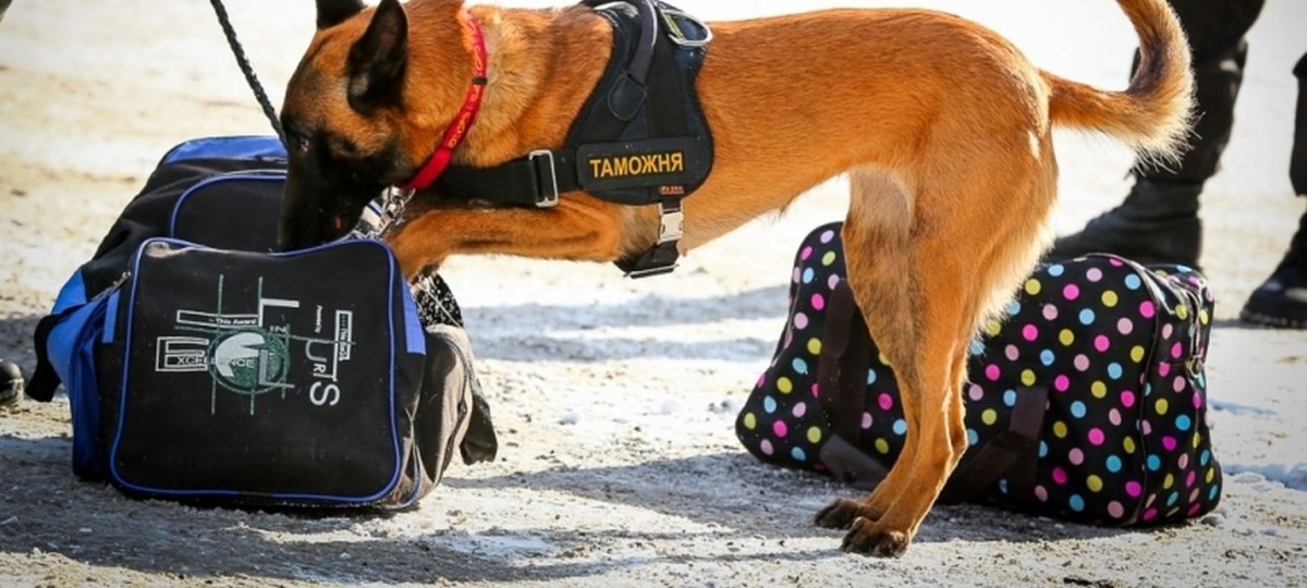 Служебная собака беларуских таможенников. Иллюстративное фото