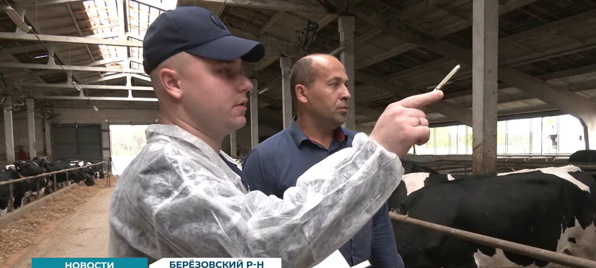 Старший помощник прокурора Березовского района пересчитывает коров на ферме. Скриншот видео