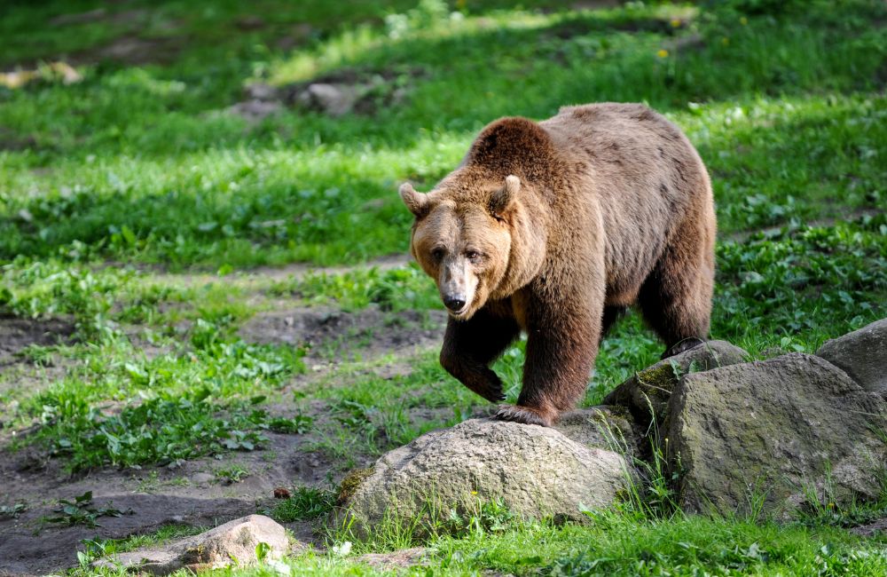 Бурый медведь