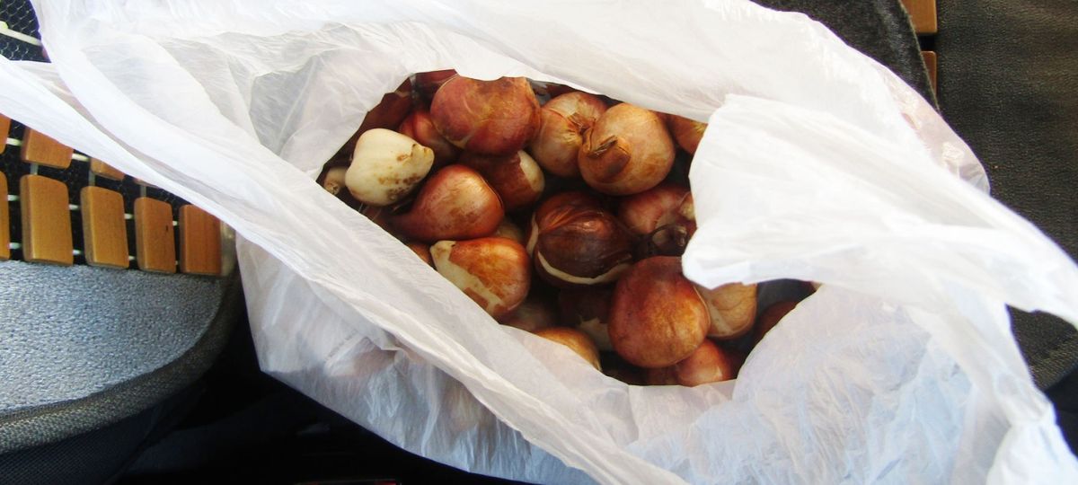 Тюльпаны, тайник, граница