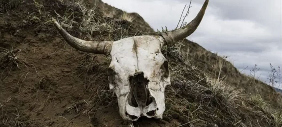 Череп, скот, могильник