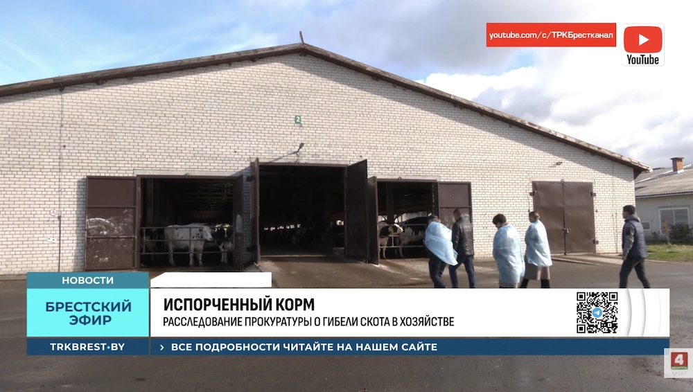 Коровник на ферме «Крошин» Барановичского района.