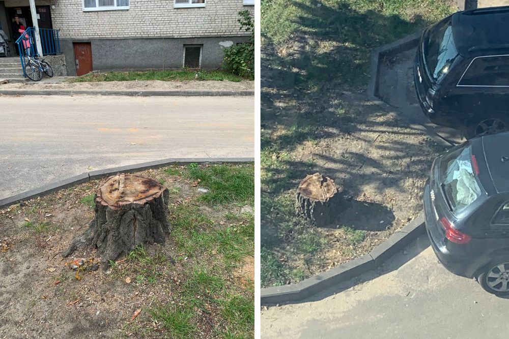 Пеньки от спиленных деревьев во дворе дома на бульваре Космонавтов в Бресте. Фото из соцсетей
