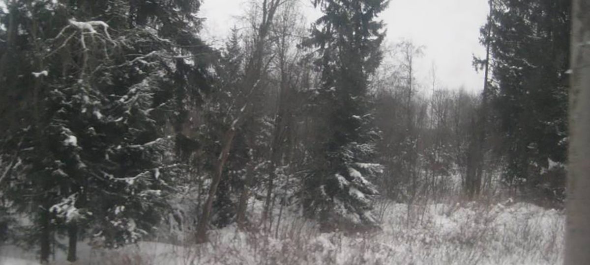 зимний лес с соснами в снегу