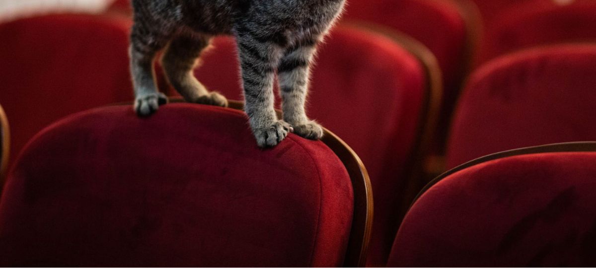Кошка, театр