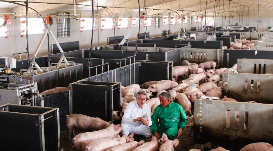 свинокомплекс 