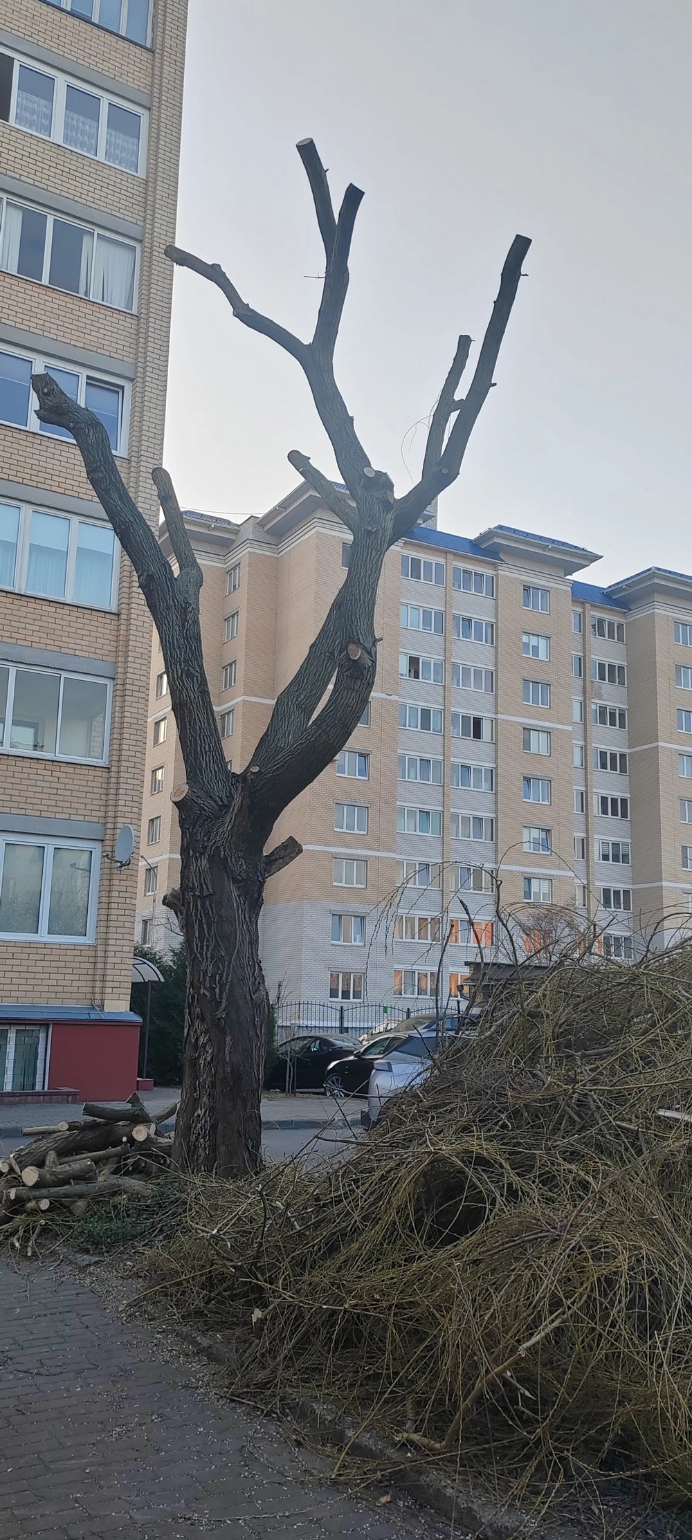 Ива в Бресте, у которой спилили все ветки. Фото из Threads
