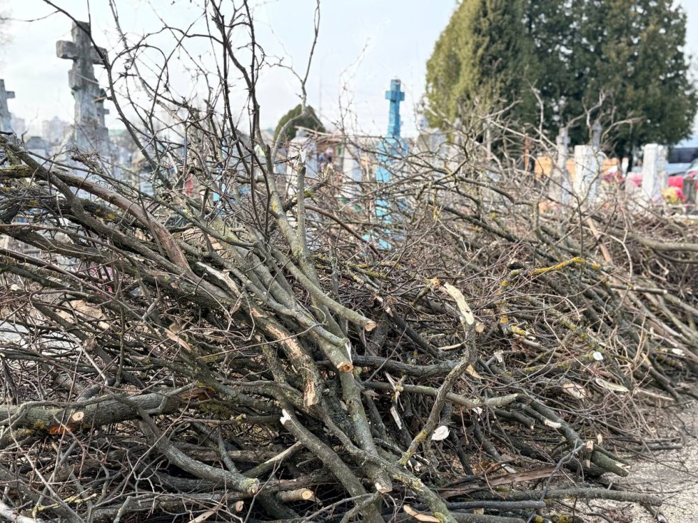 Ветки от спиленных деревьев на Тришинском кладбище в Бресте. 17 марта 2026 года