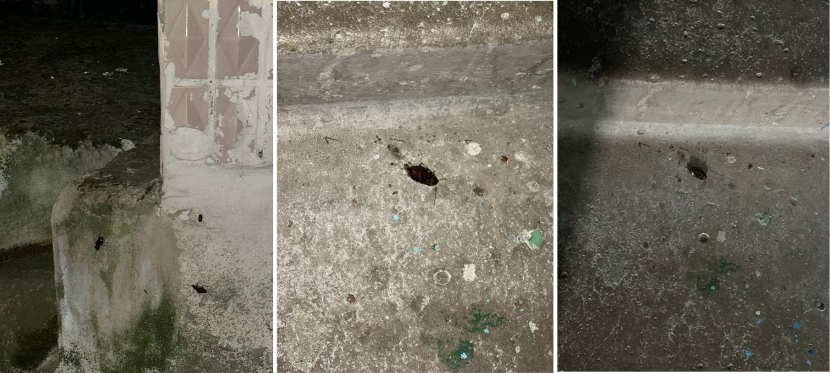 Огромные черные тараканы в доме на улице Московской в Бресте. Коллаж BGmedia